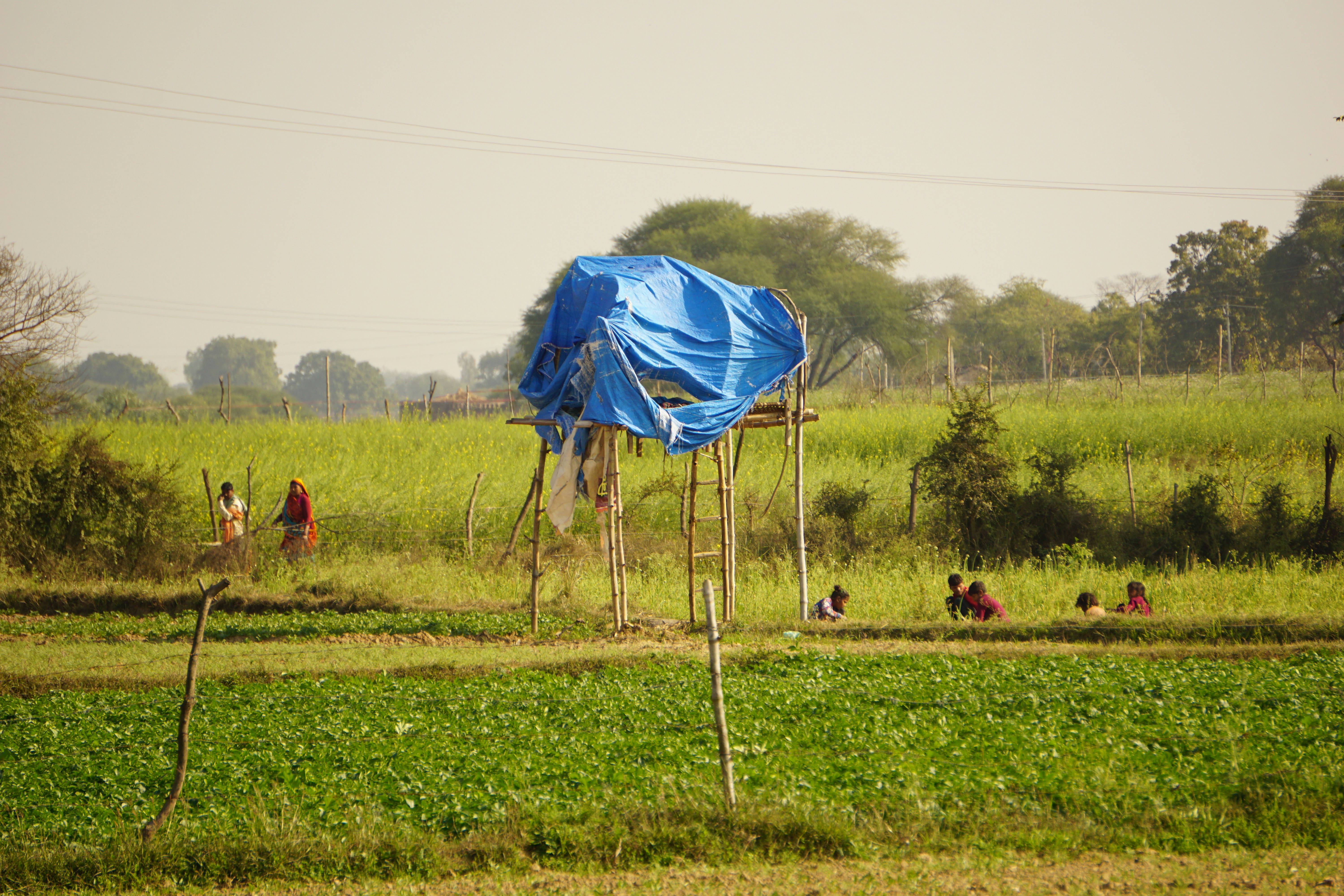 Market Access